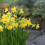 A cluster of bright yellow daffodils with long green stems and leaves, photographed outdoors against a softly blurred garden background.