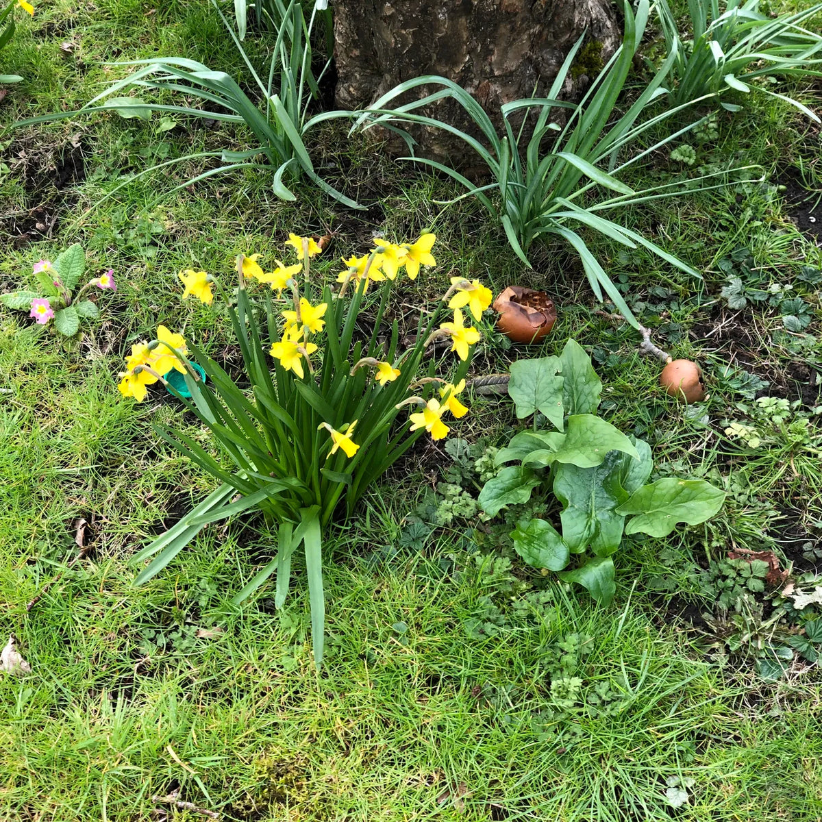Yellow daffodils blooming in a grassy garden bed near a tree trunk, with green foliage and small brown flower buds around them.
