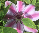Nelly Moser Climbing Clematis Plants