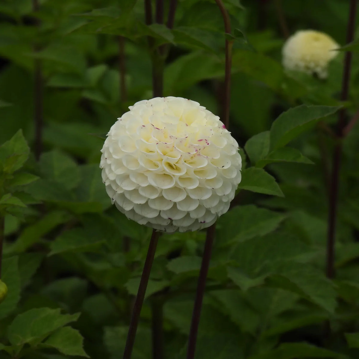A round, globe-shaped white dahlia flower with dark reddish-purple stems and green leaves, photographed in a garden setting with another blurred flower in the background.