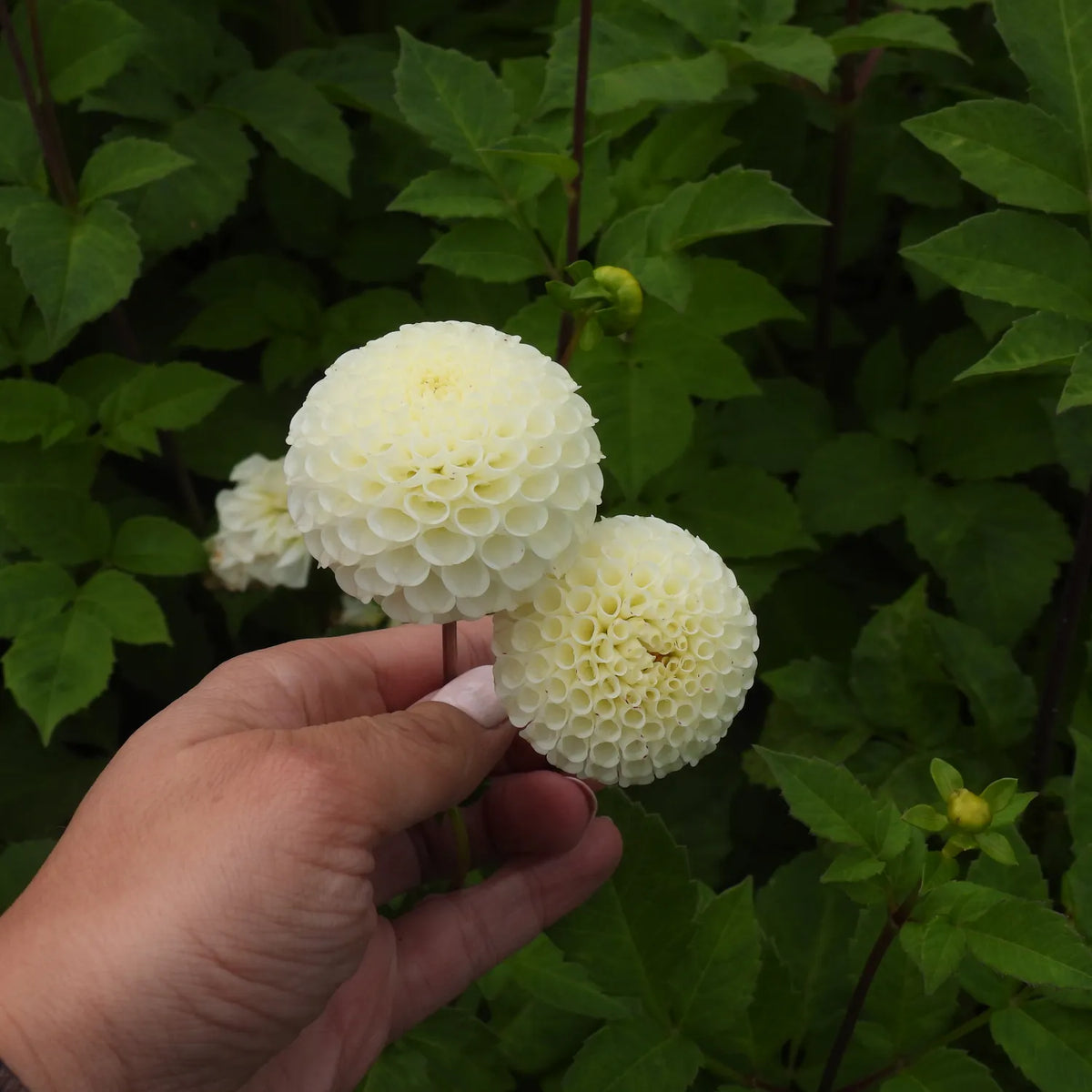 Close up of two Small World White Dahlia Flowers