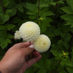 Close up of two Small World White Dahlia Flowers