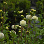 Small World Dahlia Flowers