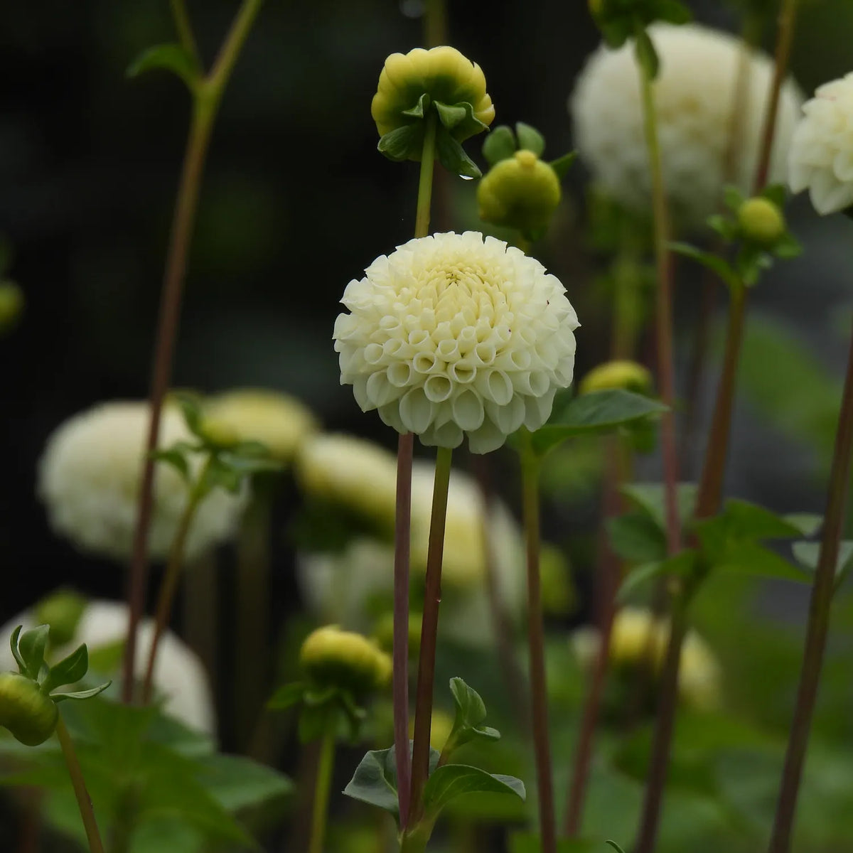 A close-up of a pale cream dahlia flower in full bloom with several green buds and leaves, photographed in a garden setting with softly blurred background flowers.