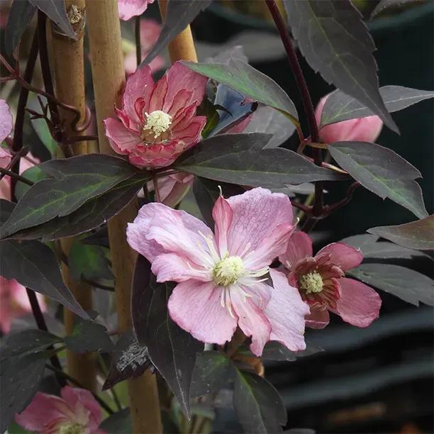 Sunrise Clematis Flowers