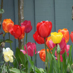 Mixed colourful tulip flower with grey fence in the background