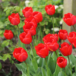 A cluster of bright red tulips with green stems and leaves growing in a garden setting with blurred green foliage in the background.