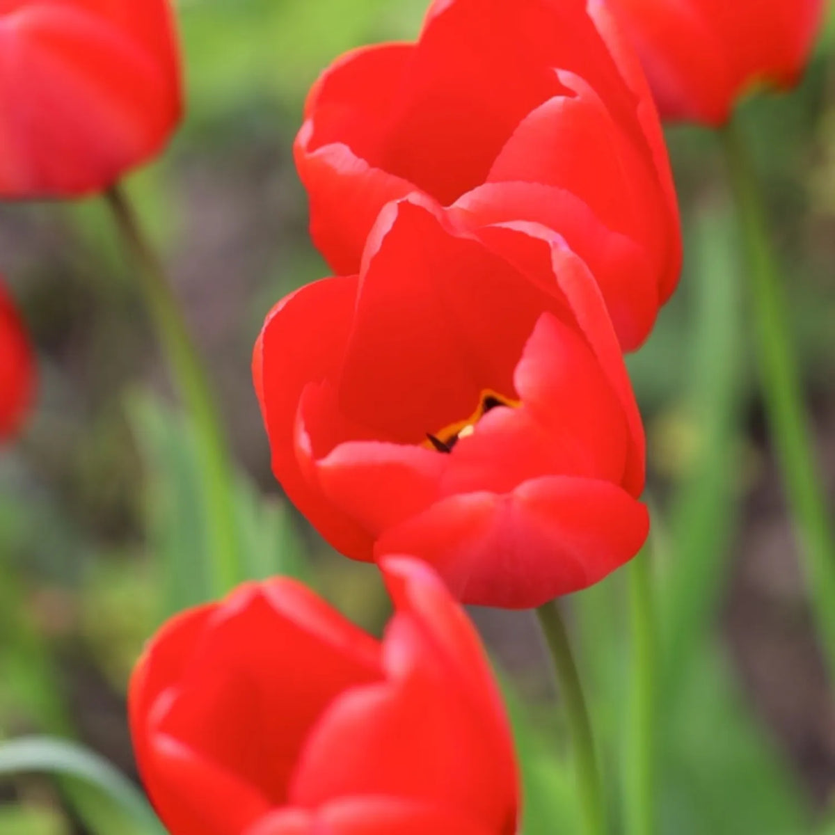 Vibrant red tulips in full bloom with green stems and a soft, blurred garden background.
