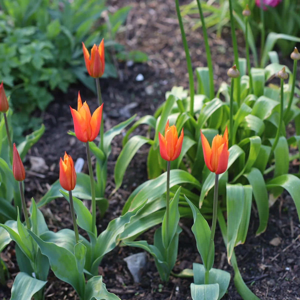 Bright orange-red tulips with pointed petals growing in a garden border among green foliage and other spring bulbs