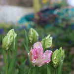 Pink and white ruffled tulip blooming among green tulip buds in a garden setting