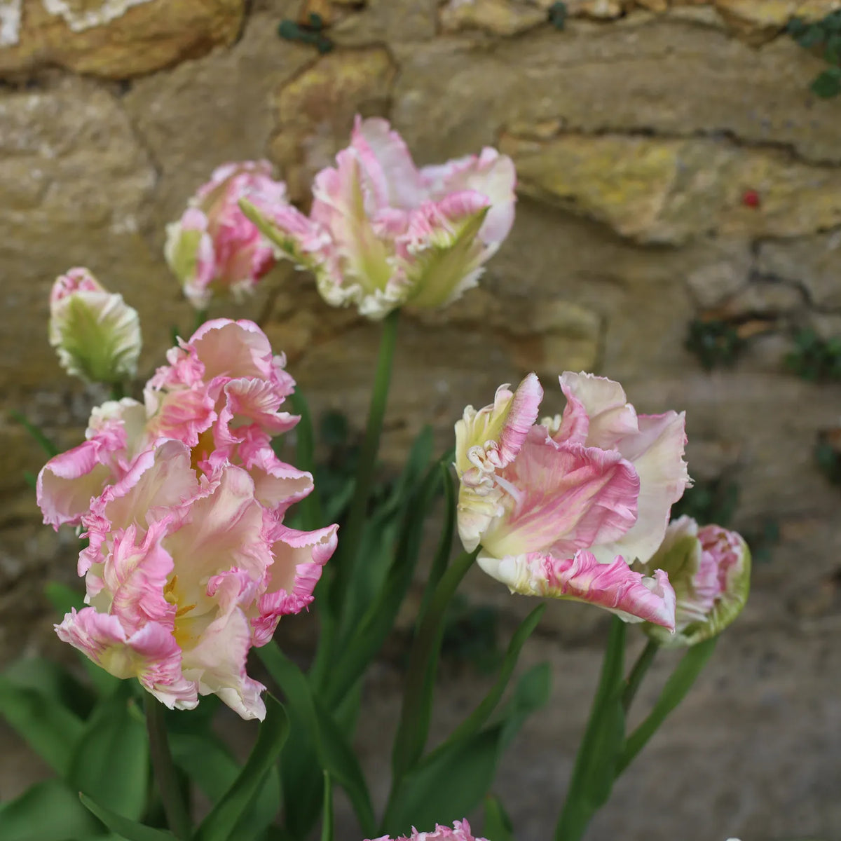 Pink and white parrot tulips with deeply fringed, ruffled petals against a stone wall background