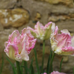 Pink and cream ruffled tulips in full bloom with green stems, set against a blurred rustic stone wall background.