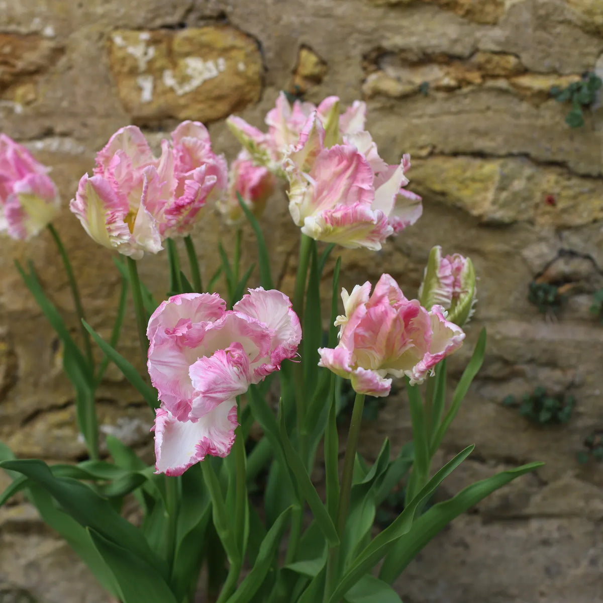 Pink and white ruffled tulips with fringed petals growing against a stone wall background