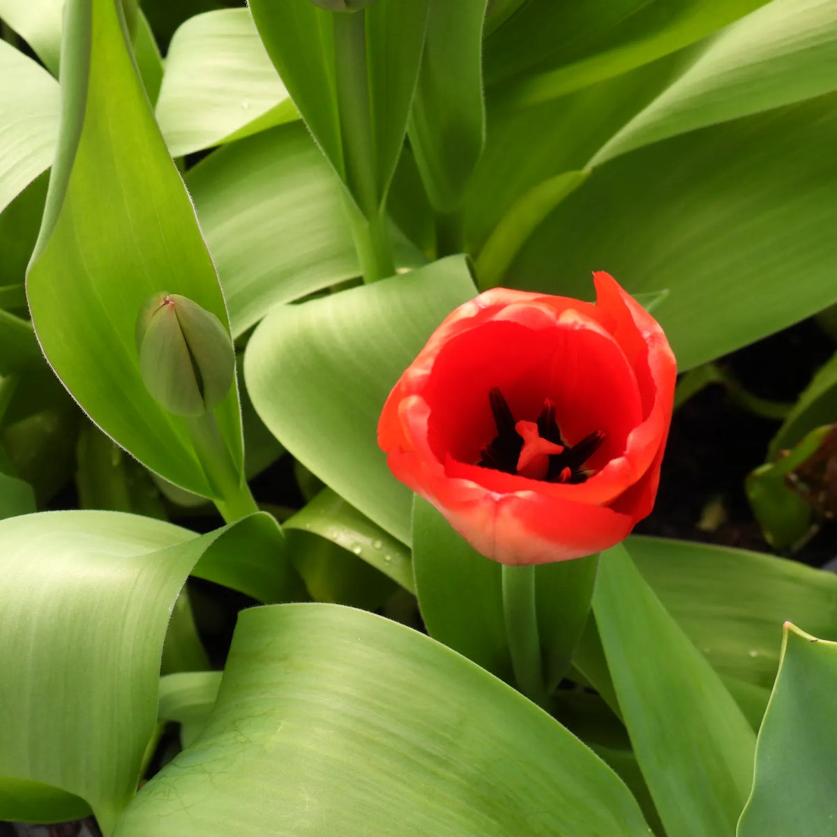 Close up of Red Impression Tulip Flower, bud and leaves