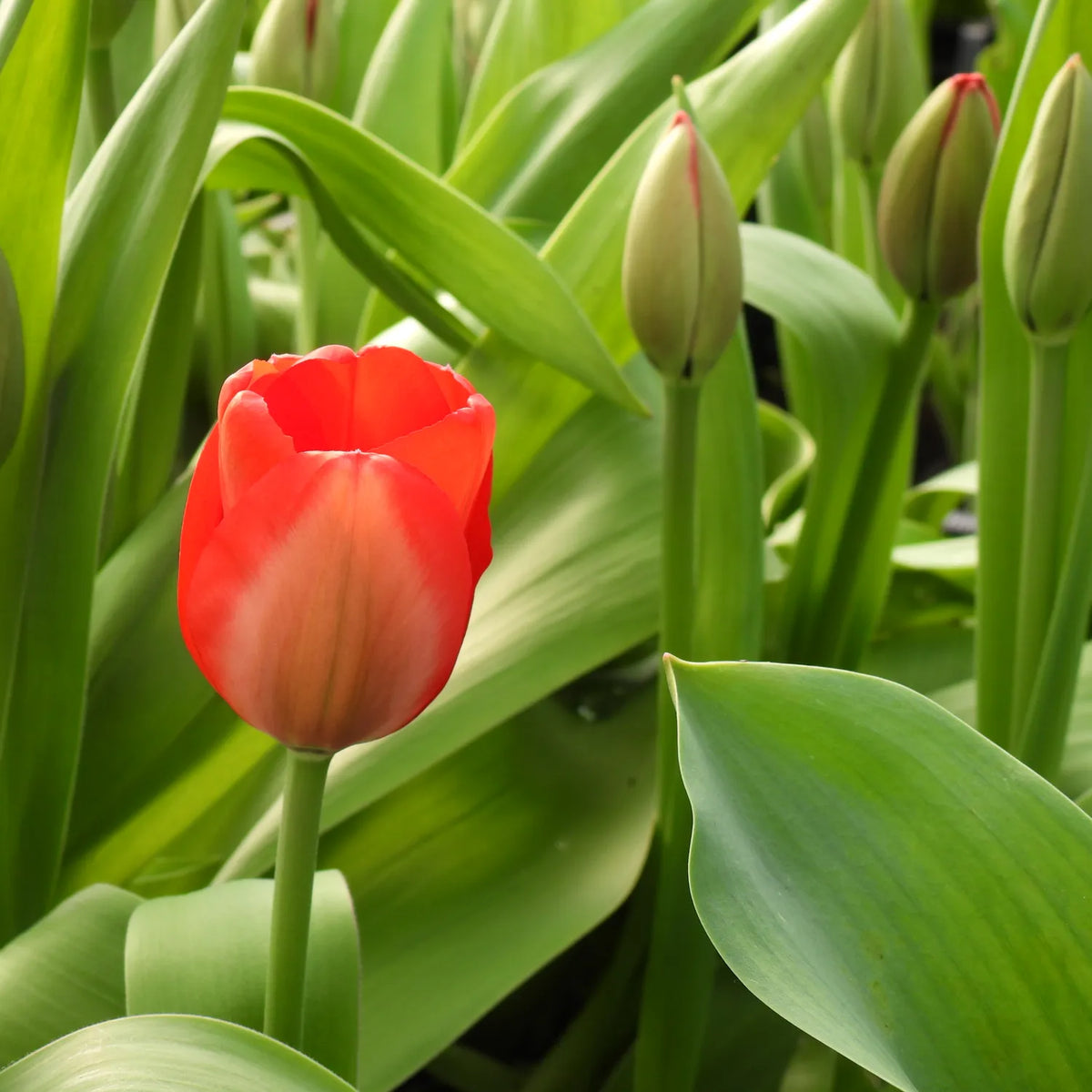 A single red tulip in full bloom surrounded by green leaves and several closed buds, photographed in a natural garden-like setting.