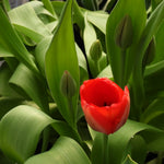 A single bright red tulip bloom surrounded by lush green leaves and several unopened buds, photographed close up in a garden-like setting.