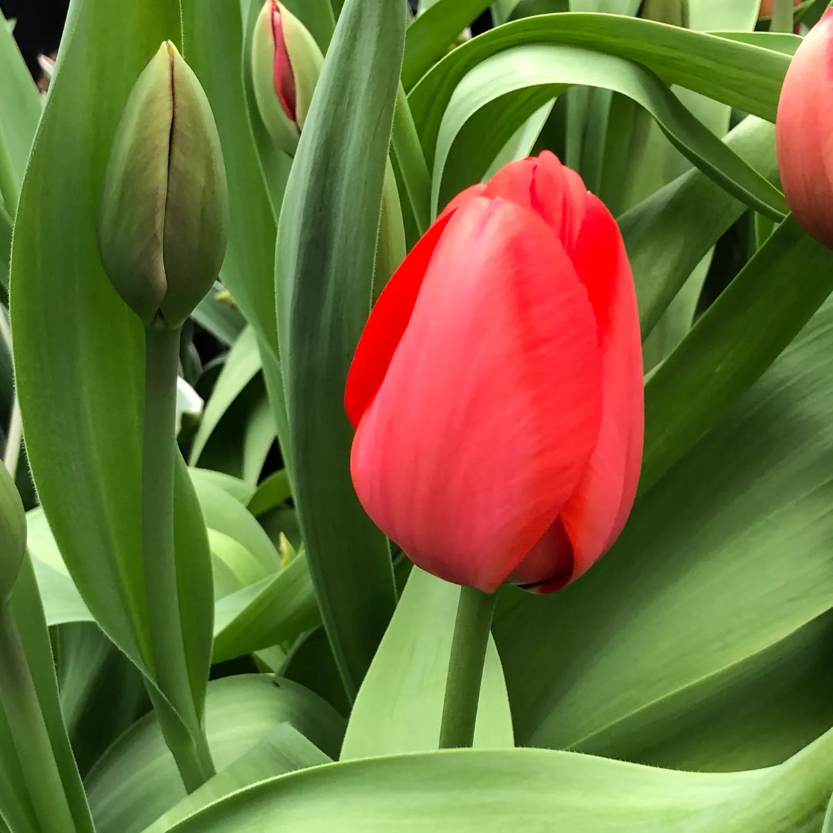 A vibrant red tulip flower in full bloom surrounded by lush green leaves and buds.