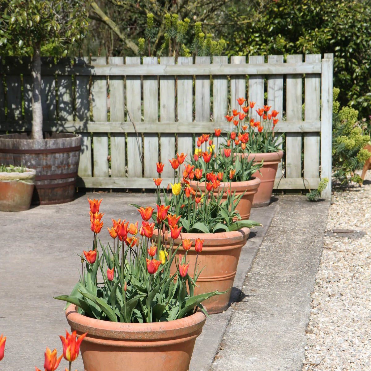 Row of terracotta pots containing bright orange and yellow tulips lining a concrete path in a nursery setting
