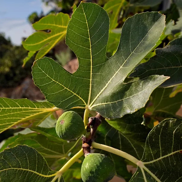 White Marseilles figs ripening on the tree