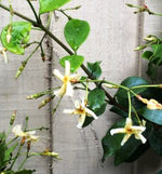 Reeves' Italian Jasmine Plants