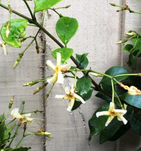 Reeves' Italian Jasmine climber with delicate white star-shaped flowers and green heart-shaped leaves against fence
