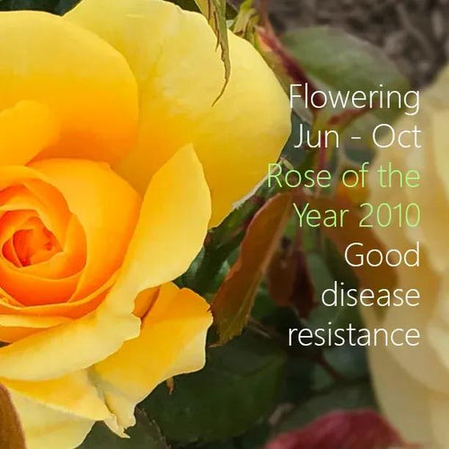 Absolutely Fabulous Rose Flowers - Rose of Year 2010