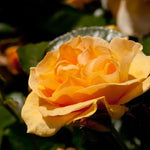 Absolutely Fabulous Rose Flowers