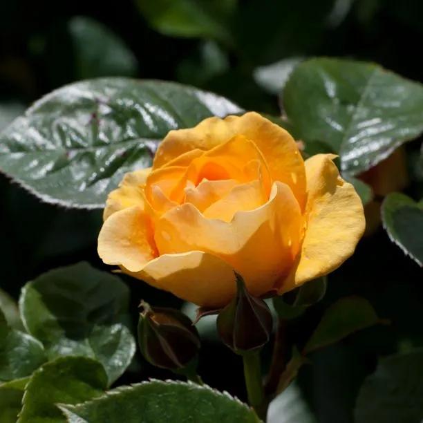 Absolutely Fabulous Rose Flowers