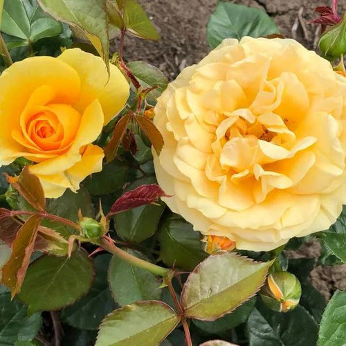 Absolutely Fabulous Rose Flowers