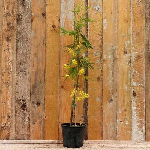 Acacia dealbata Mimosa plant in flower, 80-100cm tall