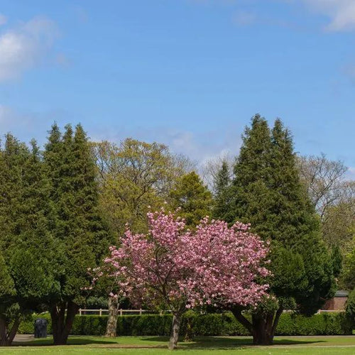 Accolade Cherry Blossom