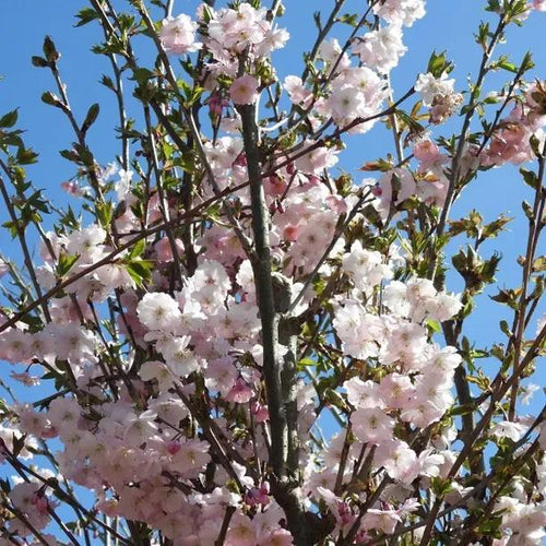 Accolade Cherry Blossom