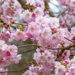 Accolade Cherry Blossom