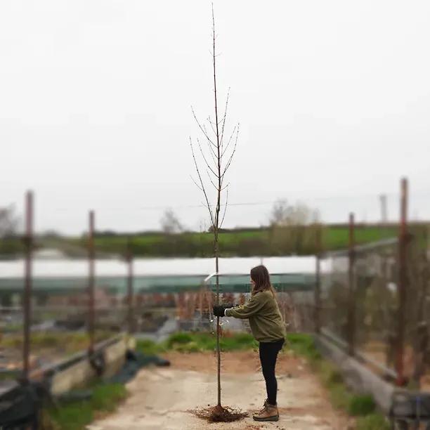 Bareroot Acer Freemanii Celebration Maple 6cm to 8cm girth Standard Tree