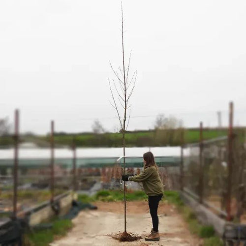 Bareroot Acer Freemanii Celebration Maple 6cm to 8cm girth Standard Tree