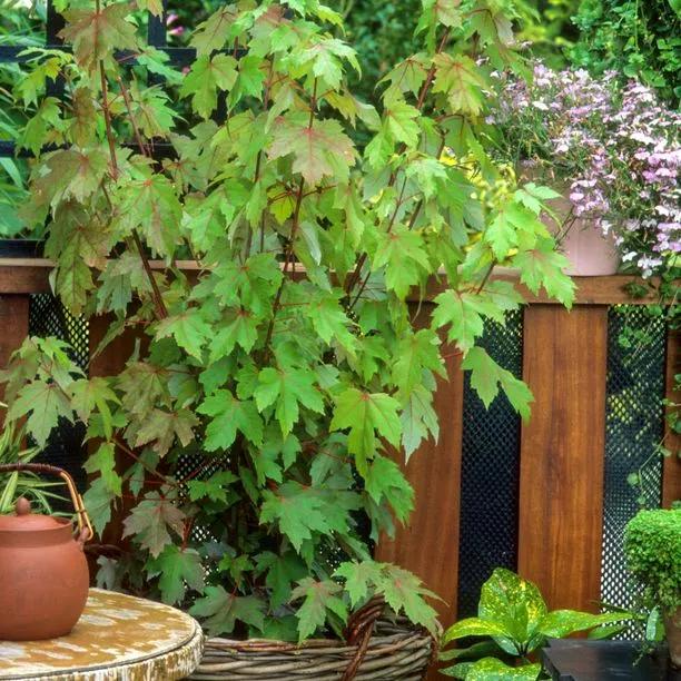 Acer freemanii Autumn Blaze Growing in a Large container