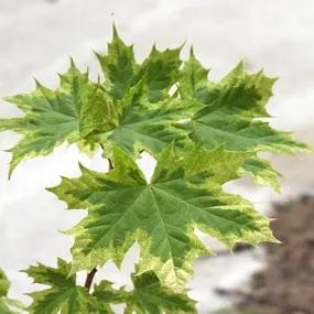 Harlequin Norway Maple Leaf
