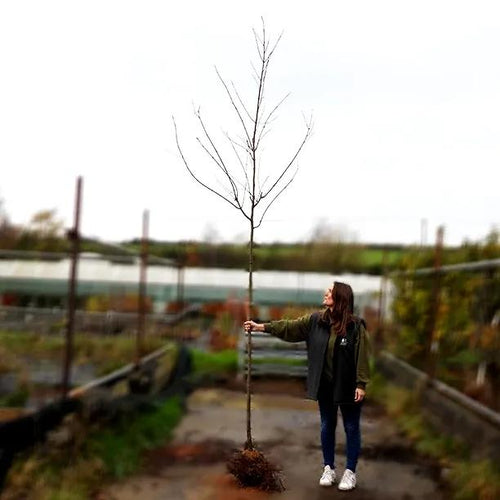 8cm to 10cm girth Standard Bareroot Red Maple Tree