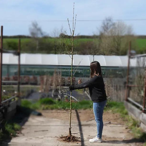 Bareroot Streetwise Maple 6cm to 8cm girth Standard Tree