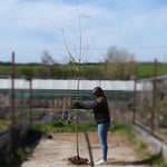 Bareroot Amur Maple 6cm to 8cm girth Standard Tree