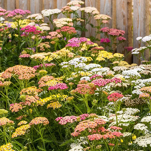 Mixed pastel colours of achillea flowers growing against a fence