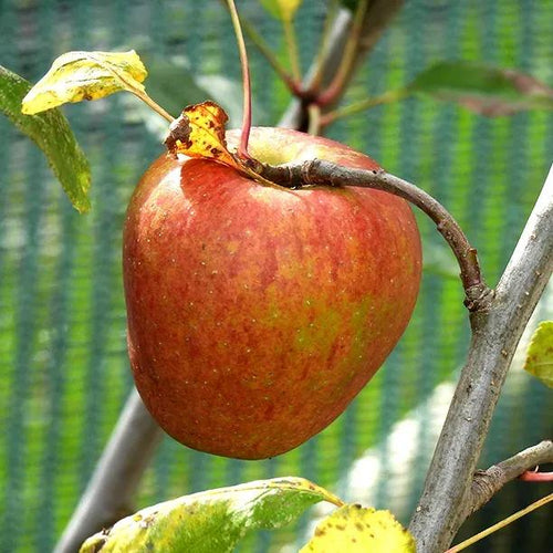 Adams Pearmain Apple on the tree