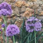 Aflatunense Alliums Flowering in Spring