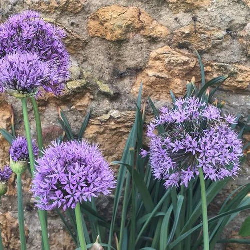 Aflatunense Alliums Flowering in Spring