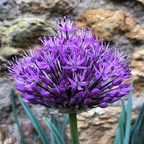 Aflatunense Allium Flowerhead