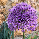 Aflatunense Purple Allium Flowers