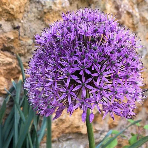 Aflatunense Purple Allium Flowers