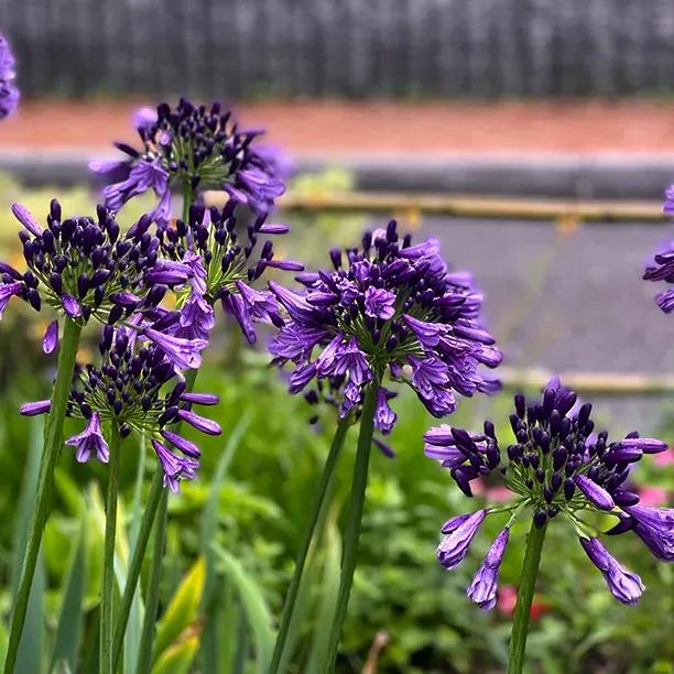 Black Jack Agapanthus Flowers
