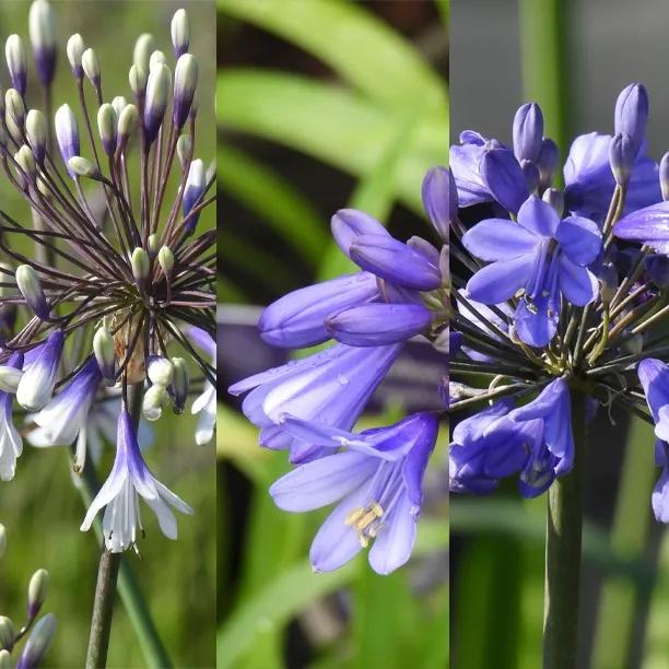 The Agapanthus Collection