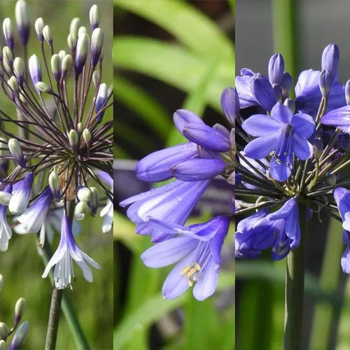 The Agapanthus Collection